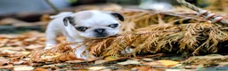 Pug dogs for sale: Panda pugs in Bishop Auckland - Advert 12