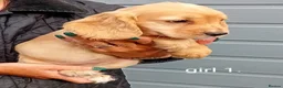 Cocker Spaniel dogs for sale: Working Cocker Spaniels  in Halifax - Advert 7