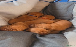 Dogue De Bordeaux dogs for sale: Beautiful KC Dogue De Bordeaux Puppies - Image 8