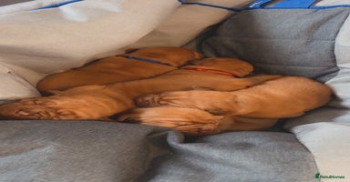 Dogue De Bordeaux dogs - Advert 12