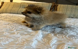 Pomeranian dogs for sale: Full Pomerianians X Small Breed - Image 3