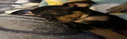 Miniature Pinscher dogs for sale: Beautiful 5generation pedigree min pin pupp - Advert 12