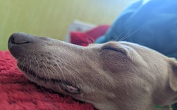 Italian Greyhound dogs for sale: KC regist. Beautiful Italian Greyhound  - Image 11
