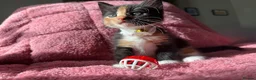 Maine Coon cats for sale: 3 Female Calico MaineCoon Cross Kittens - Advert 3