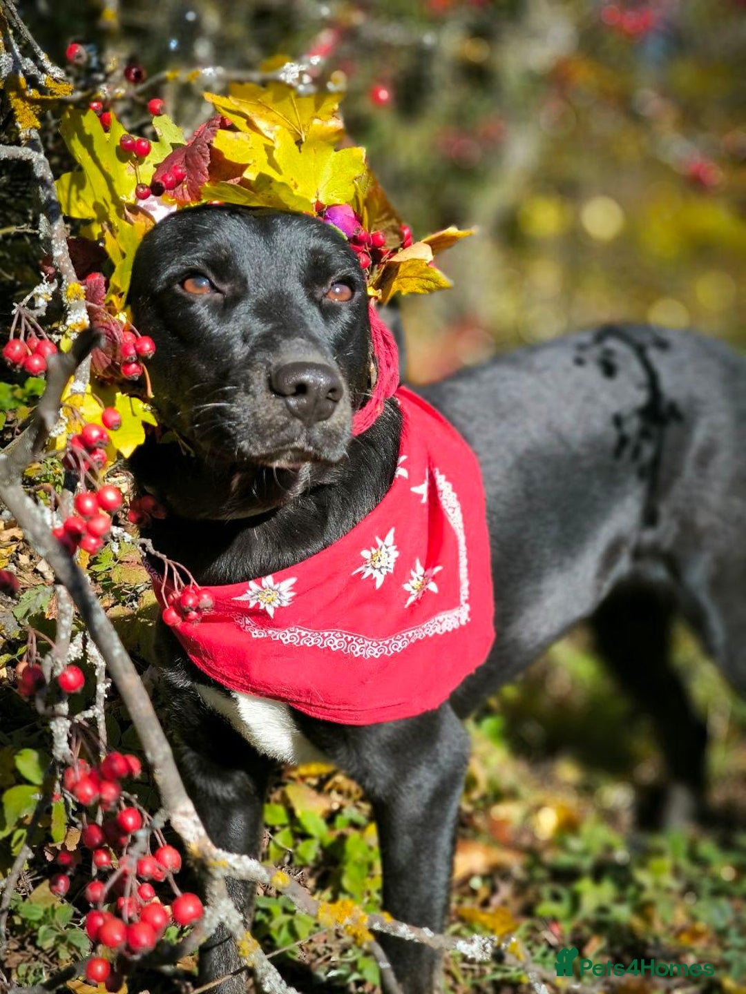 Mixed Breed dogs for adoption: 💖🐶 BLACKY 🐶💖 - Advert 17