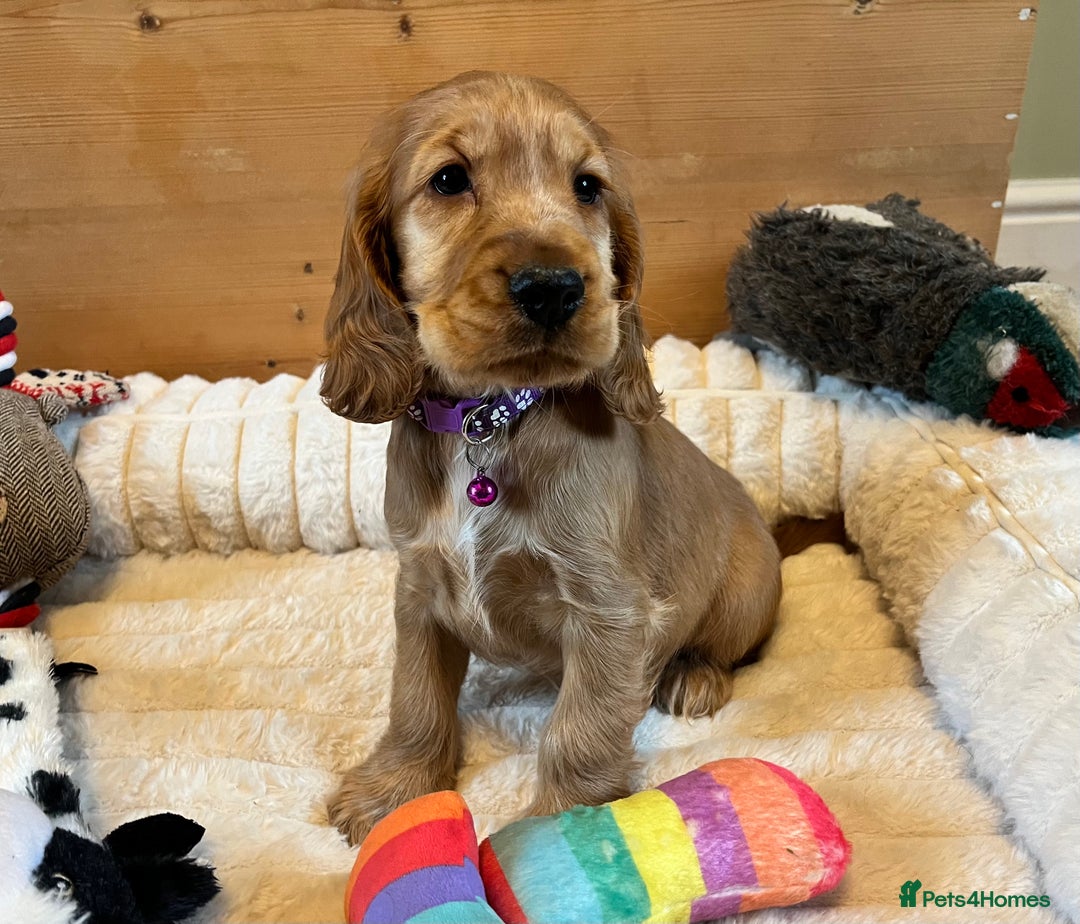 Cocker Spaniel dogs for sale: Show Type Cocker Spaniels - Advert 7