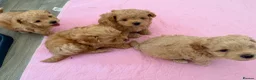 Maltipoo dogs for sale: 4 small and adorable puppies 🧸 - Advert 8