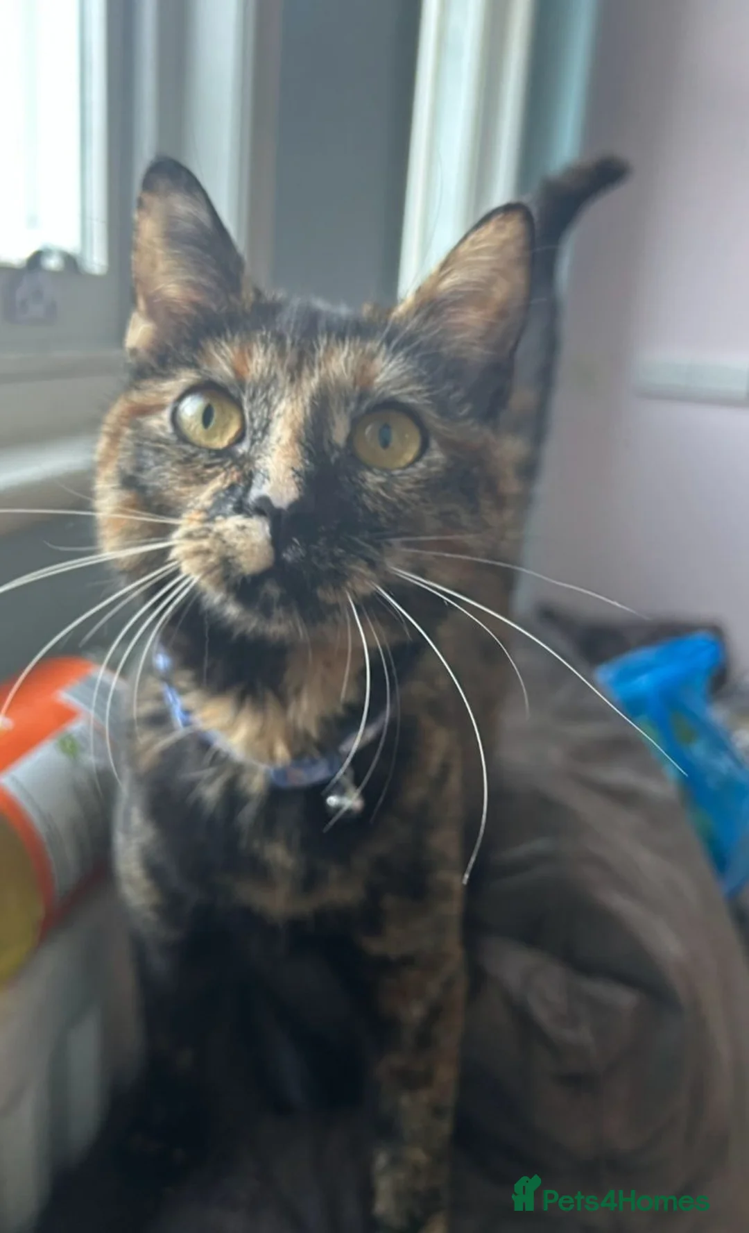 Mixed Breed cats for sale: Lilly-May tortoishell cat - Advert 2