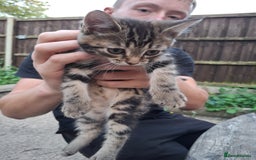 Siberian cats for sale: Siberian mix - Image 11