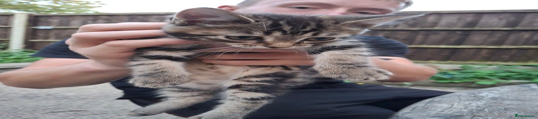 Siberian Kitten 3