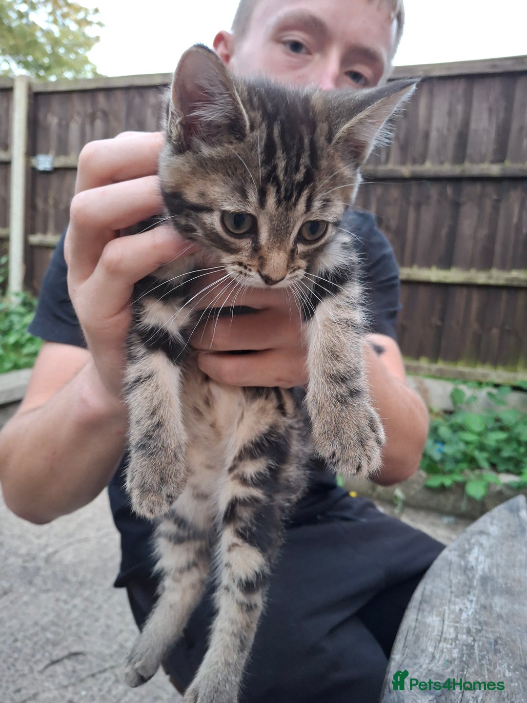 Siberian cats for sale: Siberian mix - Image 11