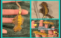Gecko reptiles for sale: Crested gecko Hatchlings +Lineage  - Advert 2