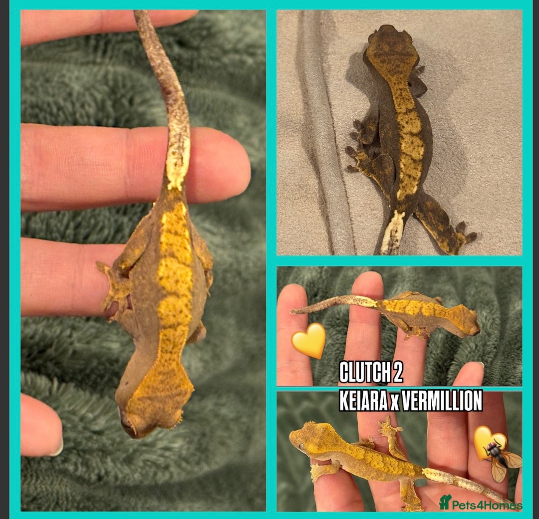 Gecko reptiles for sale: Crested gecko Hatchlings +Lineage  - Advert 2