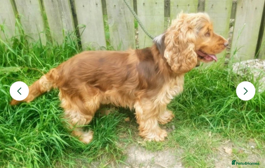 Cocker Spaniel dogs for sale: 🐶💕Newborn baby cockers💕🐶 - Image 15