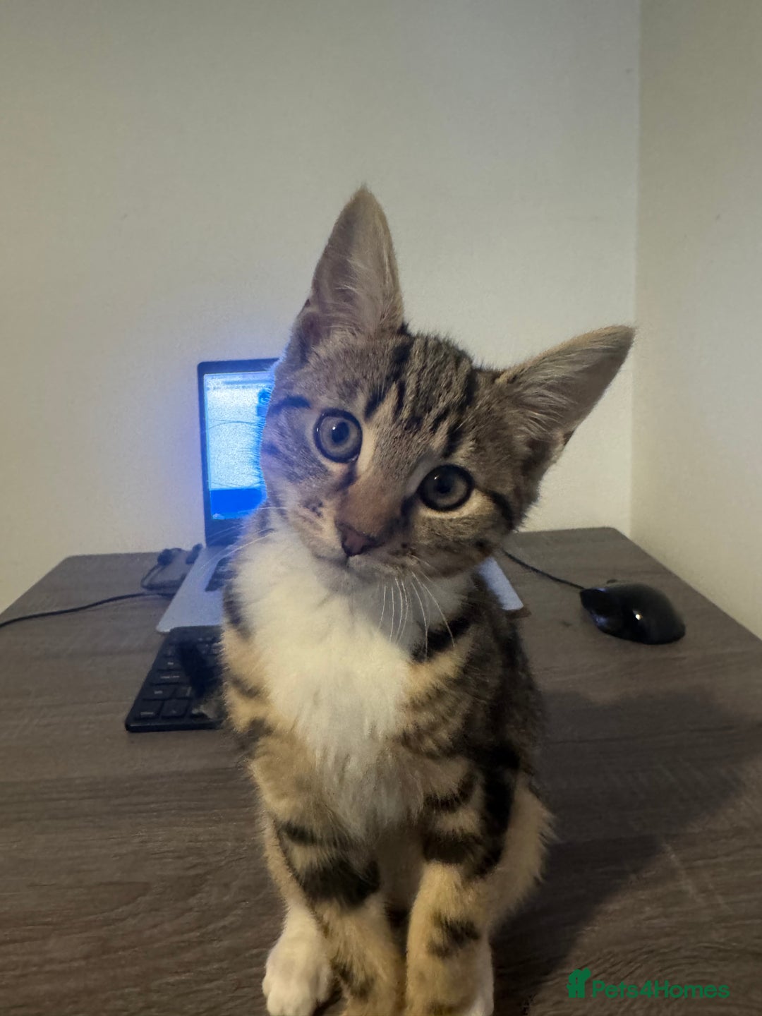 Mixed Breed cats for sale: Energetic & playful Tabby cat - Advert 4