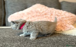 British Shorthair cats for sale: British Shorthair Kittens - Image 21