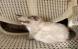 Exotic cats for sale: Outstanding Exotic Persian  - Image 4