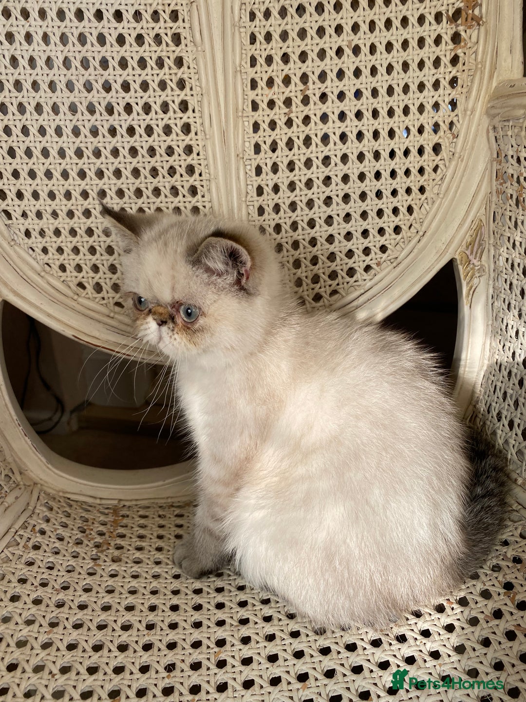 Exotic cats for sale: Outstanding Exotic Persian  - Image 4