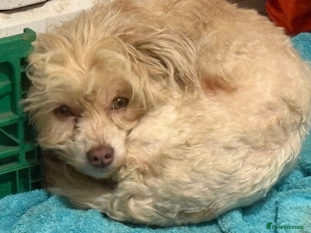 Mixed Breed dogs for adoption: Emerald - Hingham Norfolk  - Advert 17