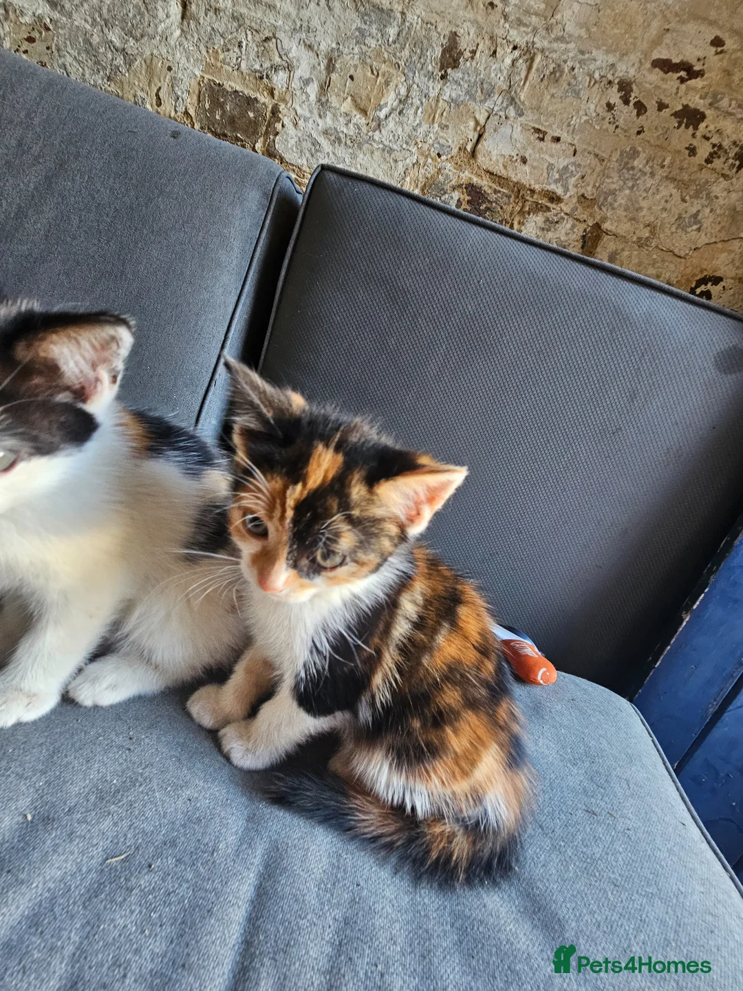 Mixed Breed cats for sale: 2 kittens that need a home in Uxbridge - Advert 2