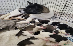 Akita dogs for sale: American Akita Puppies for Sale 🐾 - Image 5