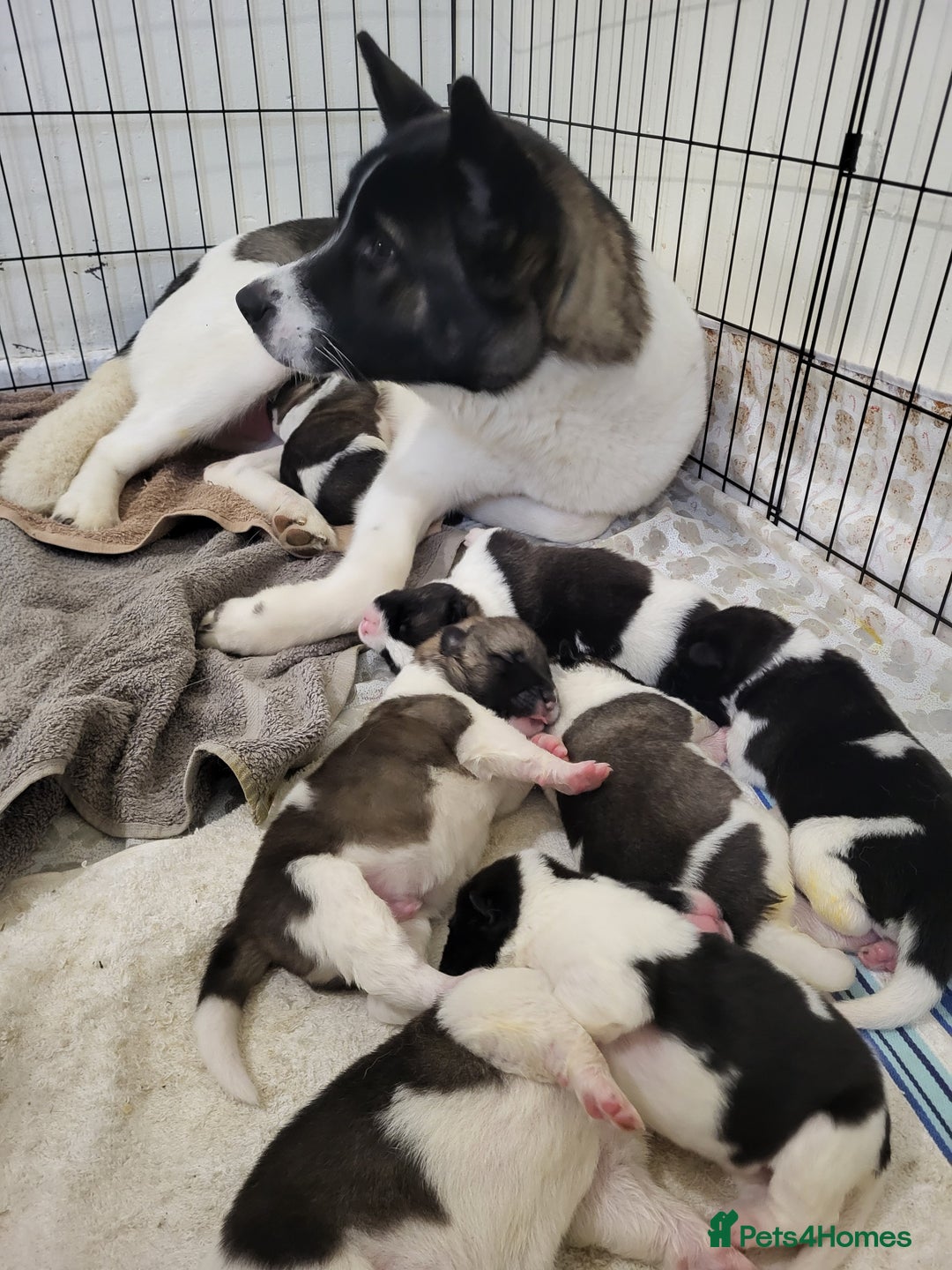 Akita dogs for sale: American Akita Puppies for Sale 🐾 - Image 5