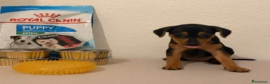 Bruno 