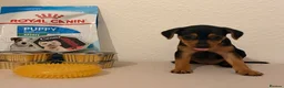 Mixed Breed dogs for sale: Beautiful Black & Tan Miniature Pinscher Puppies - Advert 13
