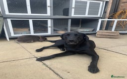 Labrador Retriever dogs for sale: Young female black lab  - Image 5
