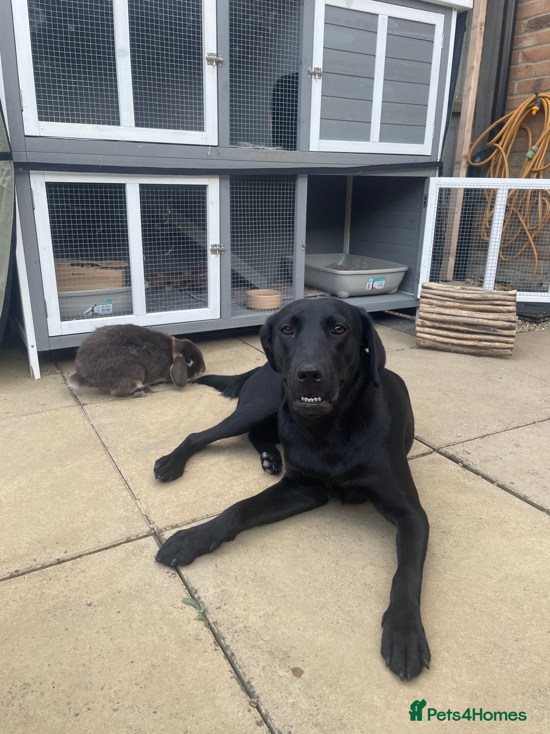 Labrador Retriever dogs for sale: Young female black lab  - Image 5