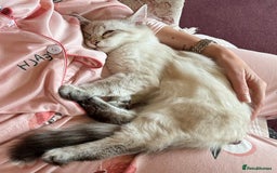 Siberian cats for sale: Affectionate Siberian Kitten - Image 6