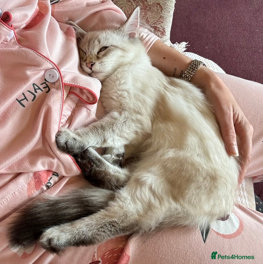 Siberian cats for sale: Affectionate Siberian Kitten - Image 6