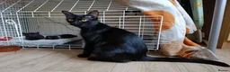 Domestic Shorthair cats for sale:  Rescued at Two Days Old  - Advert 1