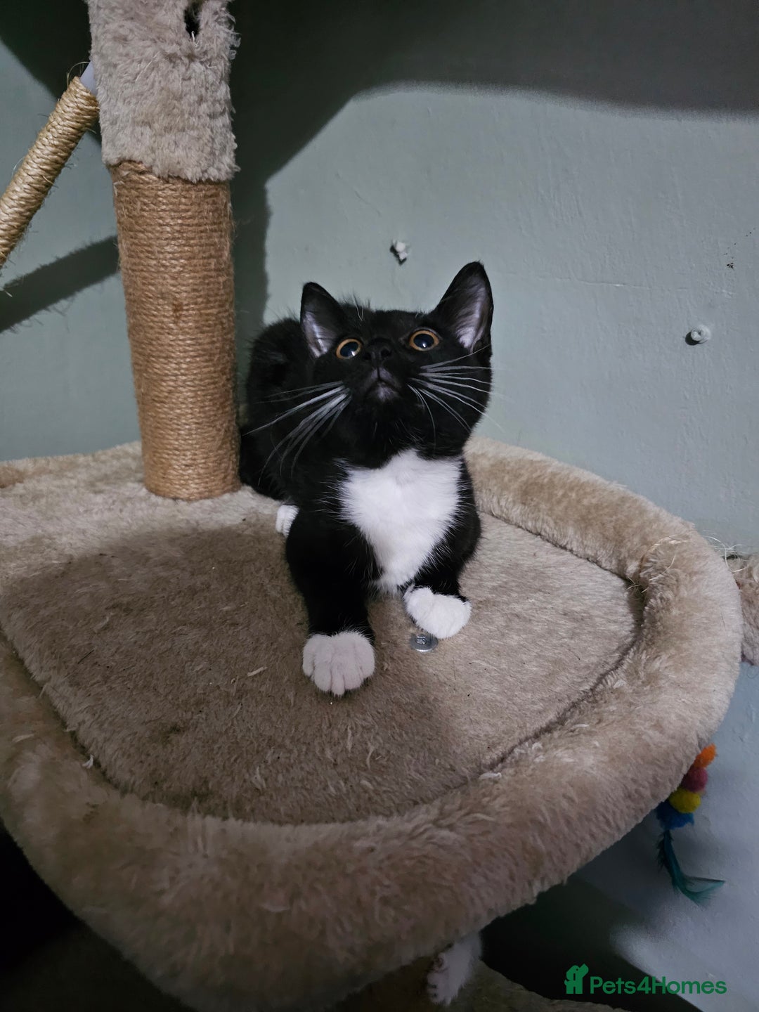 Mixed Breed cats for sale: Black and white Tuxedo cats - Image 1