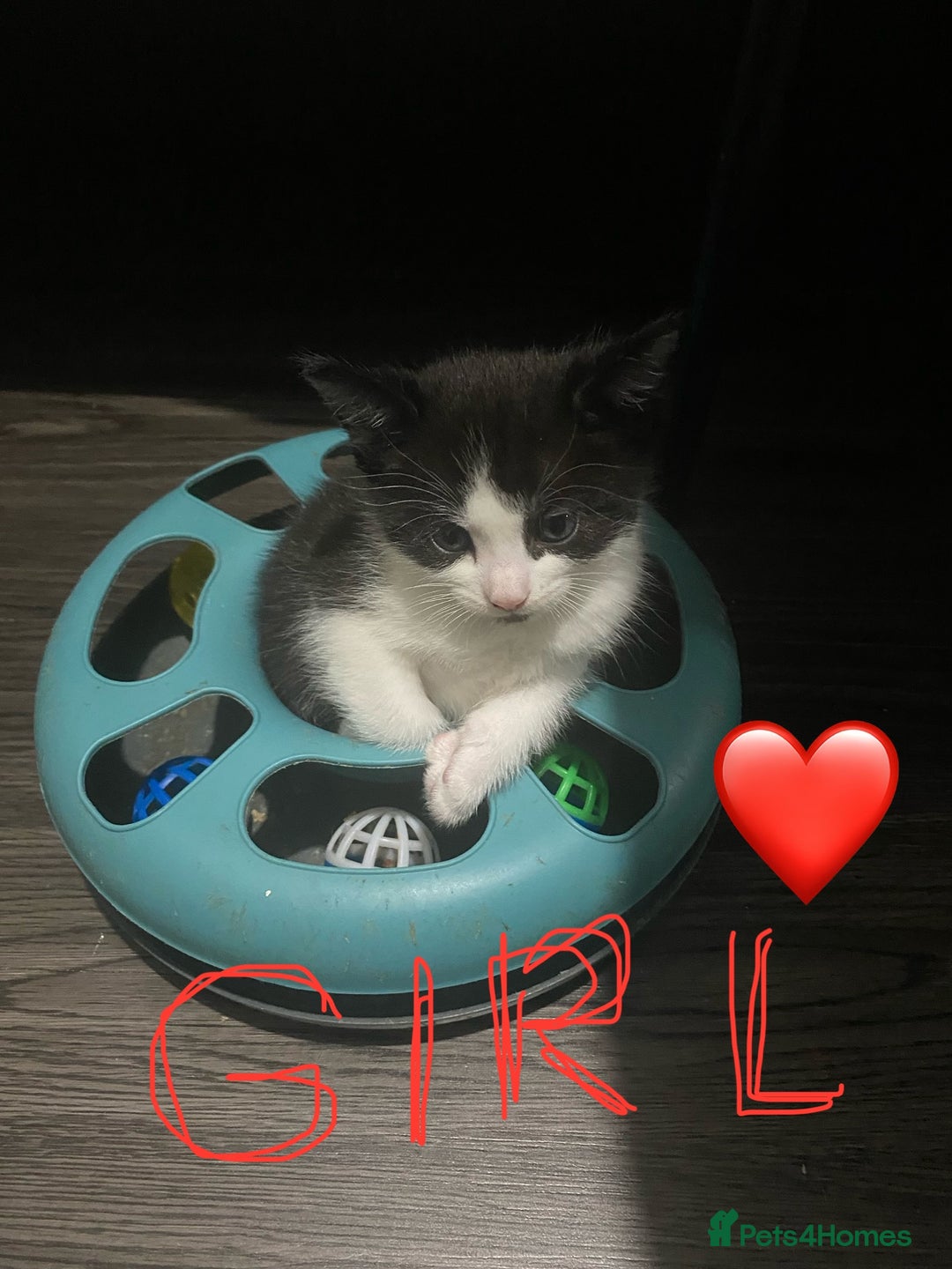 Mixed Breed cats for sale: 5 beautiful black and white kitties  - Image 2