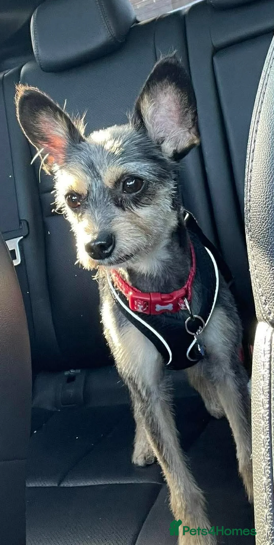 Mixed Breed dogs for sale: Adult Male Yorkie/Chihuahua Mix - Advert 1