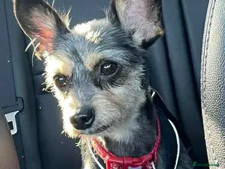 Mixed Breed dogs Adult Male Yorker/Chihuahua Mix - Advert 1