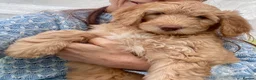 Double Doodle dogs for sale: Ultimate Double Doodles - lovely temperaments - Advert 3