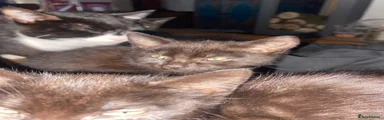 Domestic Shorthair 4