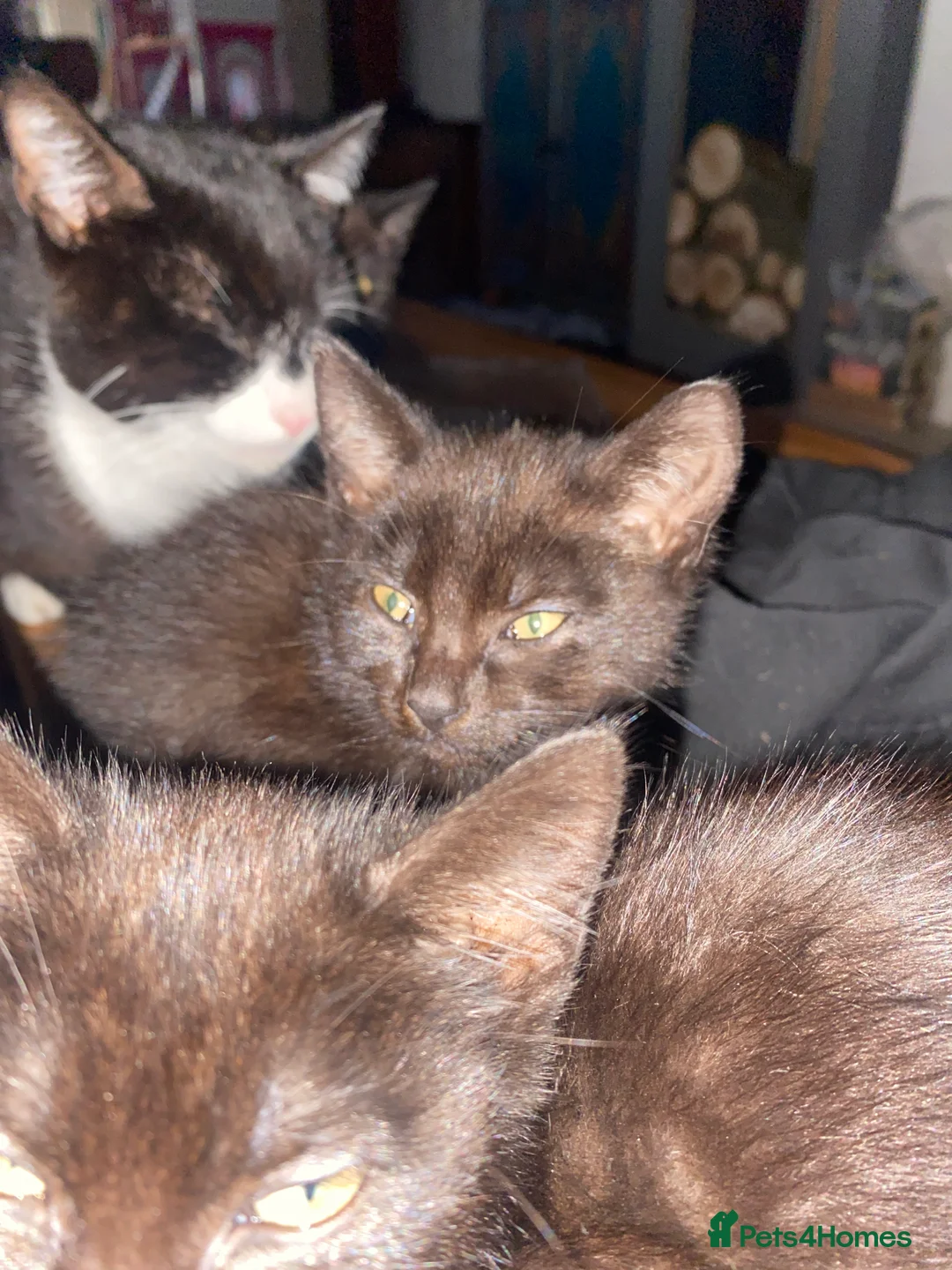 Domestic Shorthair cats for sale: Four black kittens all over 8 weeks old  in Doncaster - Advert 2