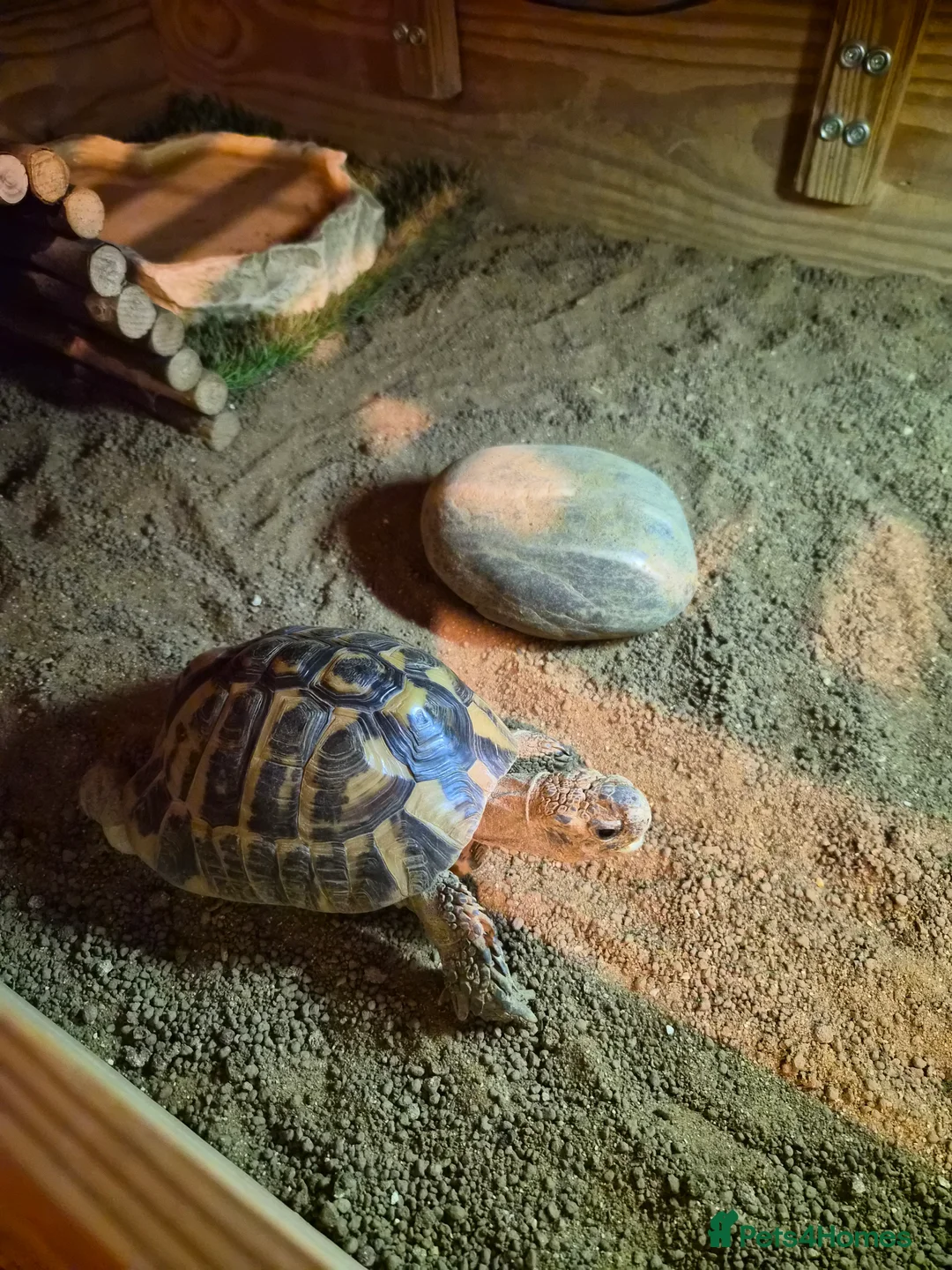 Hermann Tortoise reptiles for sale: Herman's tortoise (Elliott) - Advert 2