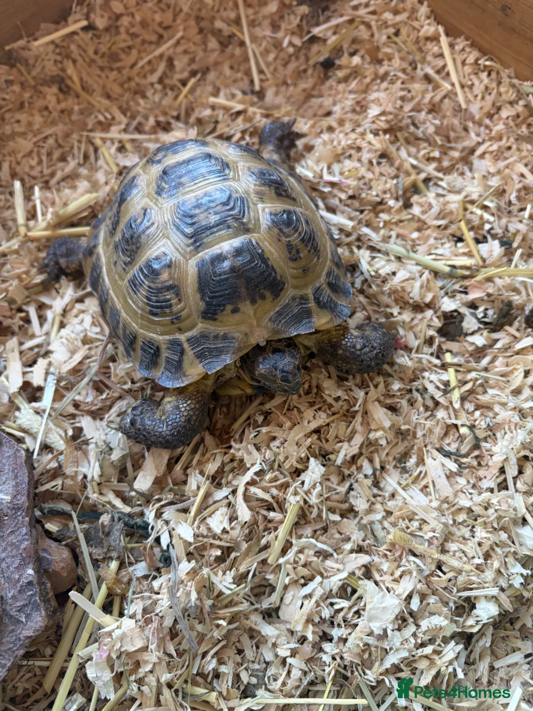 Tortoise reptiles for sale: 3 Russian tortoises for sale plus enclosure  in Altrincham - Advert 2