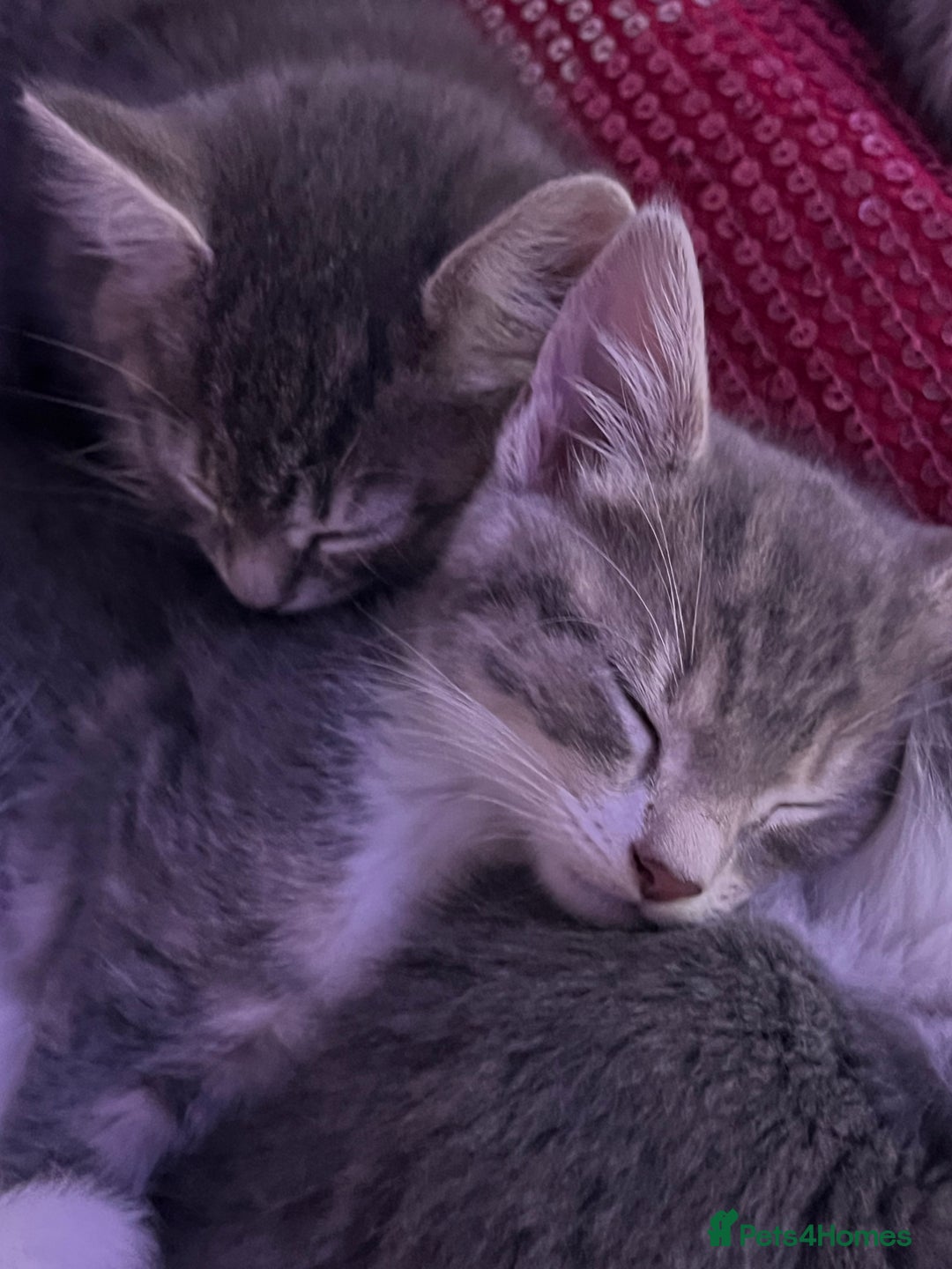 Mixed Breed cats for sale: Kittens - Advert 9