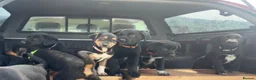 Huntaway dogs for sale: Beautiful Huntaway X Collie Pups - Advert 37