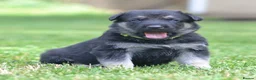 German Shepherd dogs for sale: ⭐ Rare East European Shepherd Puppies UK - Advert 17