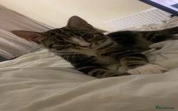 British Shorthair cats for sale: Friendly tabby kitten 6 months ready for new home  - Image 3