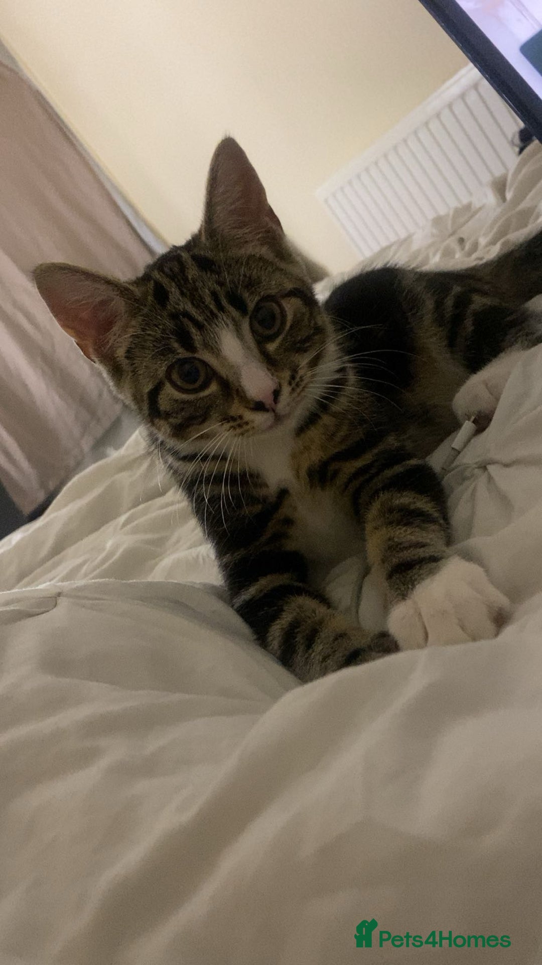 British Shorthair cats for sale: Friendly tabby kitten 6 months ready for new home  - Image 3