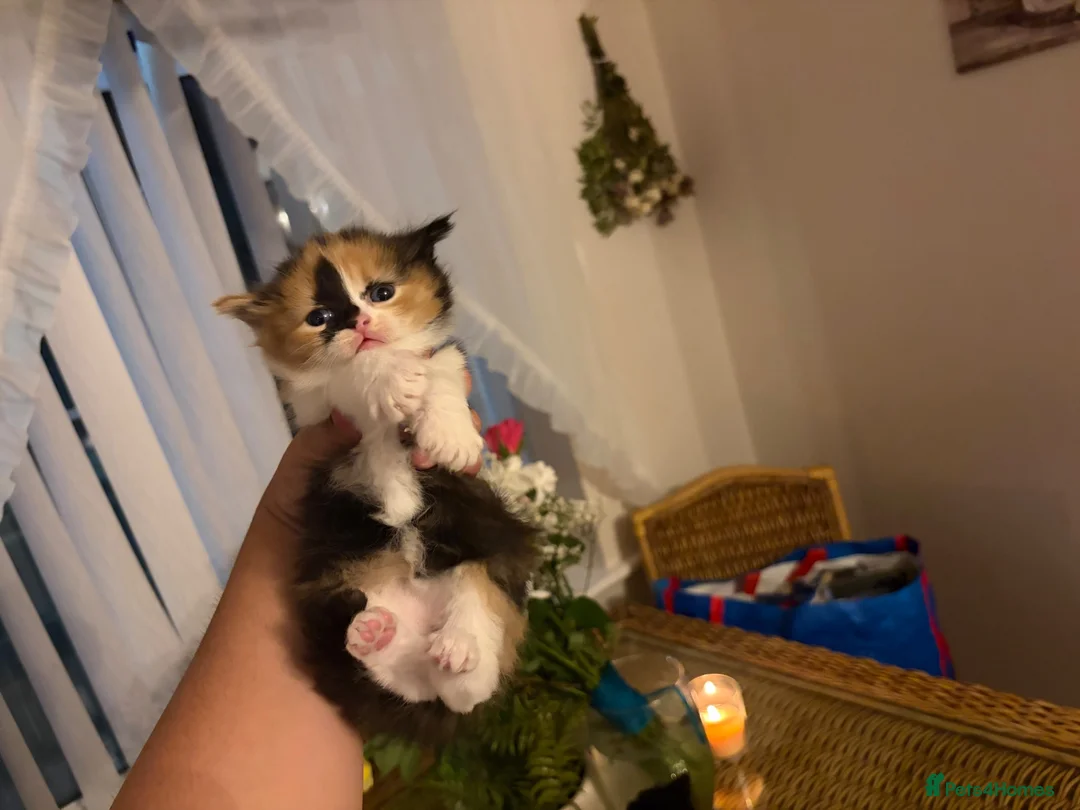 Mixed Breed cats for sale: 3 kittens for sale  - Advert 2