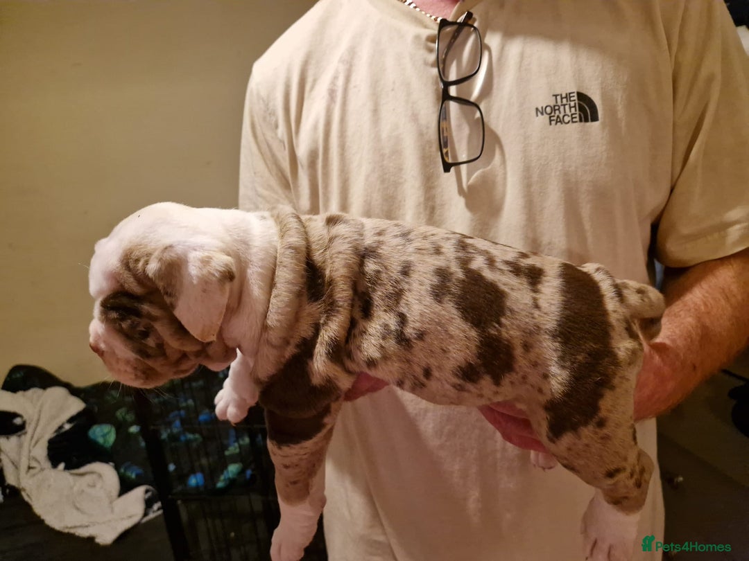 Olde English Bulldogge dogs for sale: Old English bulldog puppies GENERATIONAL - Advert 38