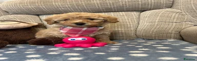 Poochon 1